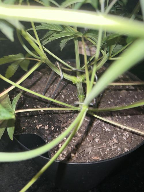 Blue Bourbon Smash Auto Aeque Genetics. Week 5