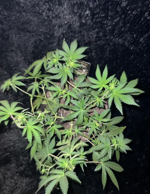 Blue Bourbon Smash Auto Aeque Genetics. Week 5