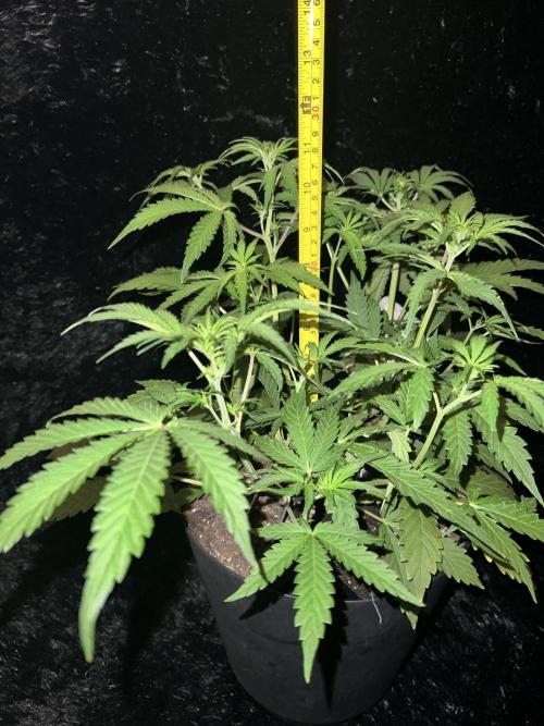 Nebula Punch Auto FrostFireSeeds. Week 5