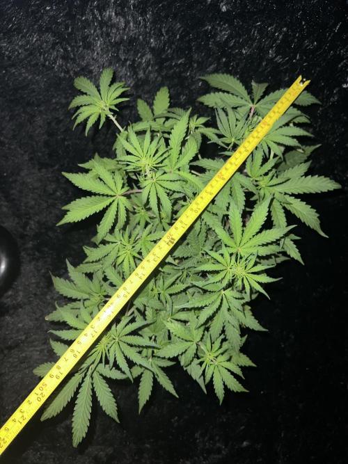 Nebula Punch Auto FrostFireSeeds. Week 5