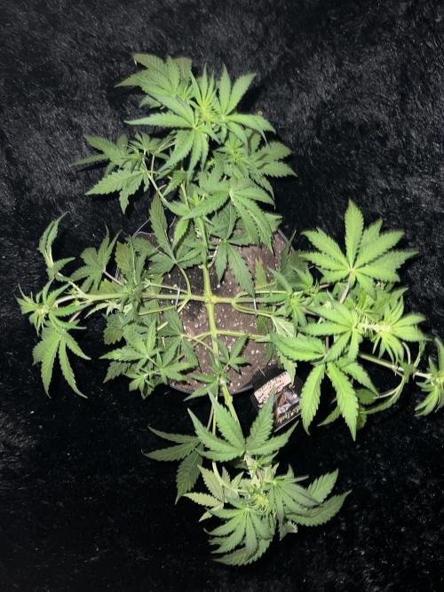 Nebula Punch Auto FrostFireSeeds. Week 5