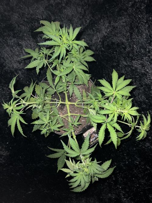 Nebula Punch Auto FrostFireSeeds. Week 5