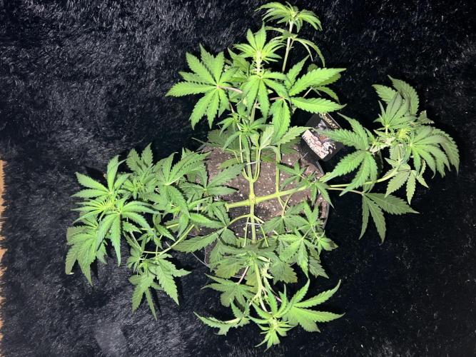 Nebula Punch Auto FrostFireSeeds. Week 5