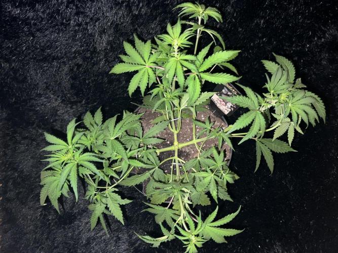 Nebula Punch Auto FrostFireSeeds. Week 5