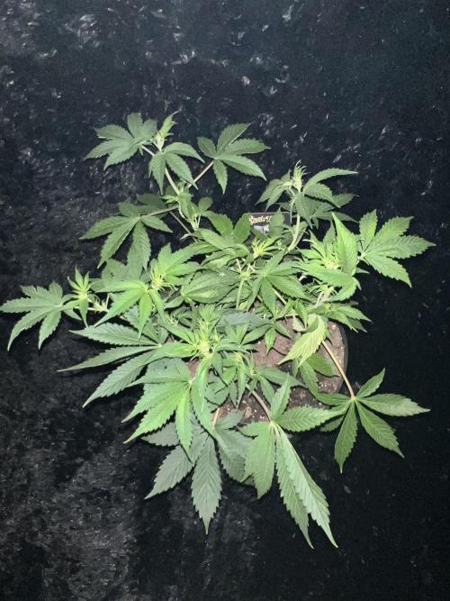 Darkside Cookies Auto Precursor Genetics. Week 5