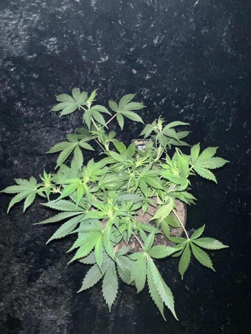 Darkside Cookies Auto Precursor Genetics. Week 5