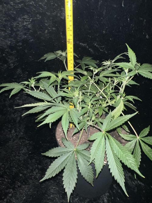 Darkside Cookies Auto Precursor Genetics. Week 5