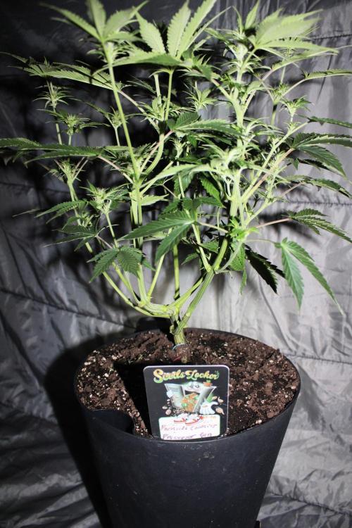 Darkside Cookies Auto Precursor Genetics. Week 6