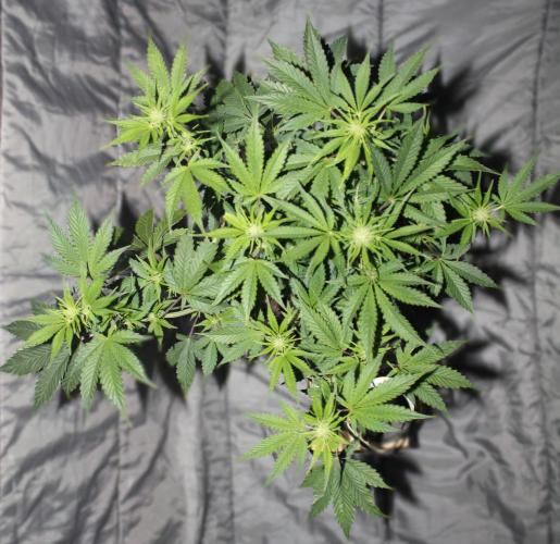 Darkside Cookies Auto Precursor Genetics. Week 6