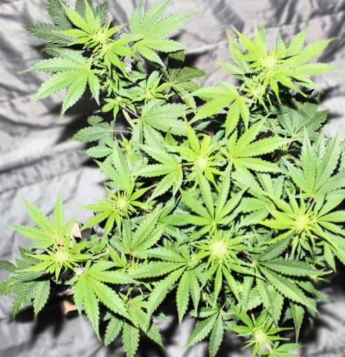 Darkside Cookies Auto Precursor Genetics. Week 6