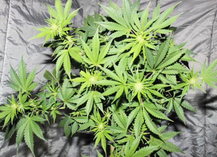 Darkside Cookies Auto Precursor Genetics. Week 6