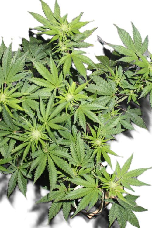 Darkside Cookies Auto Precursor Genetics. Week 6