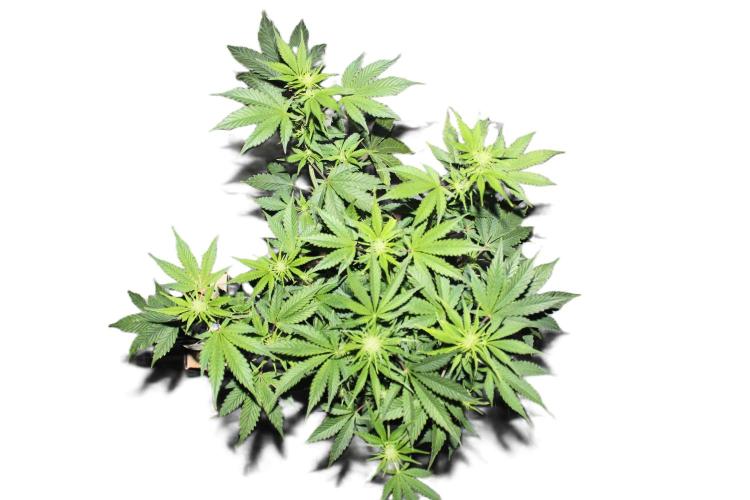 Darkside Cookies Auto Precursor Genetics. Week 6