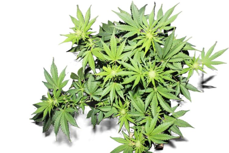 Darkside Cookies Auto Precursor Genetics. Week 6