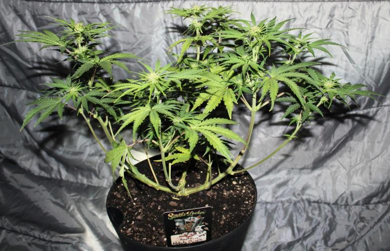 Nebula Punch Auto FrostFireSeeds. Week 6