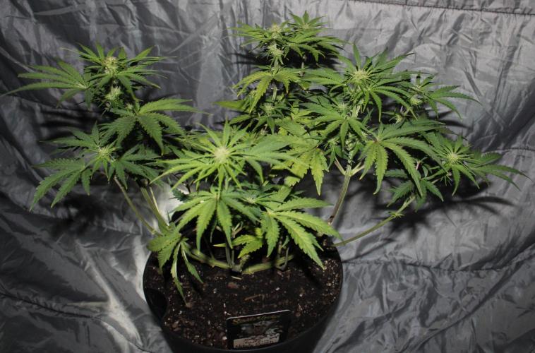 Nebula Punch Auto FrostFireSeeds. Week 6