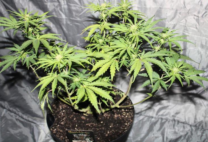 Nebula Punch Auto FrostFireSeeds. Week 6