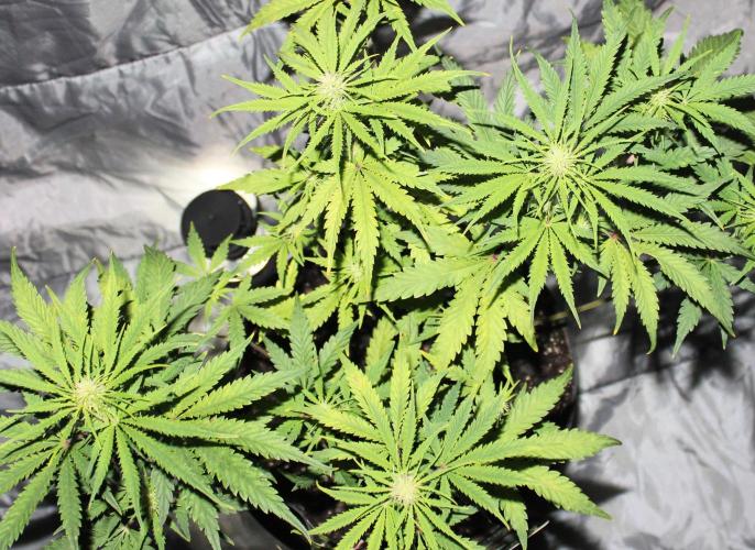 Nebula Punch Auto FrostFireSeeds. Week 6