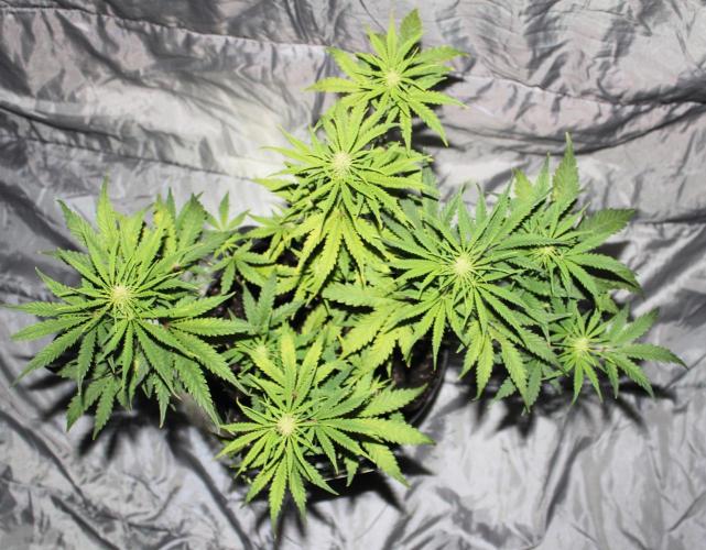 Nebula Punch Auto FrostFireSeeds. Week 6