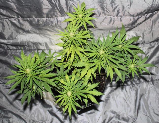 Nebula Punch Auto FrostFireSeeds. Week 6