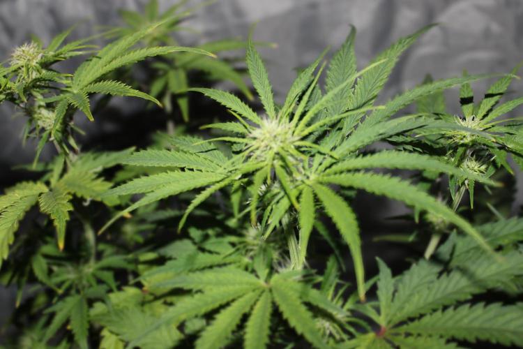 Nebula Punch Auto FrostFireSeeds. Week 6