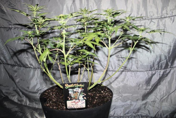 Nebula Punch Auto FrostFireSeeds. Week 6