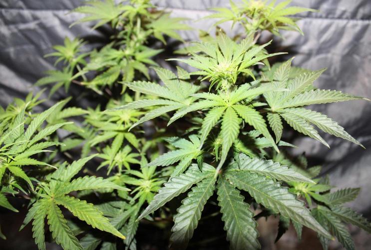 Blue Bourbon Smash Auto Aeque Genetics. Week 6