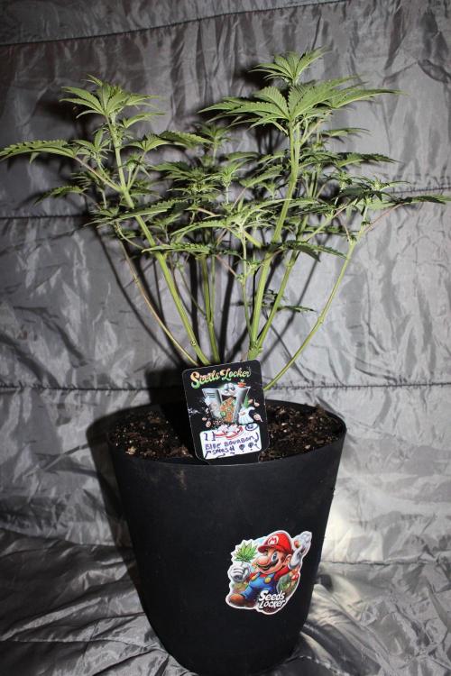 Blue Bourbon Smash Auto Aeque Genetics. Week 6