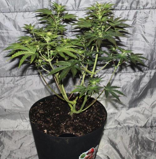 Blue Bourbon Smash Auto Aeque Genetics. Week 6