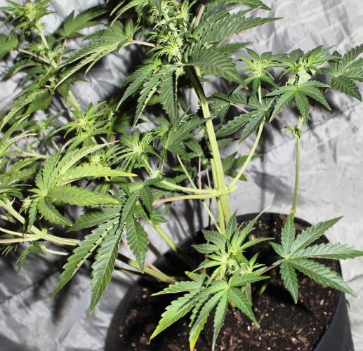 Blue Bourbon Smash Auto Aeque Genetics. Week 6