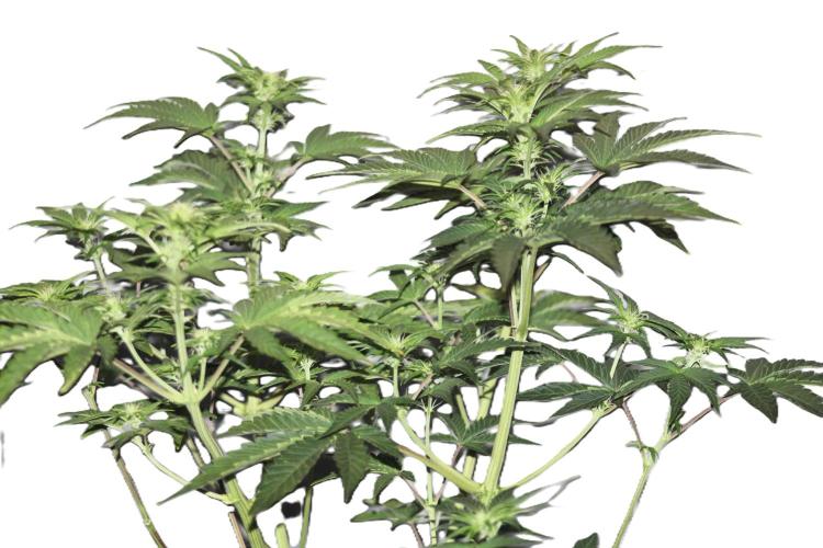 Blue Bourbon Smash Auto Aeque Genetics. Week 6