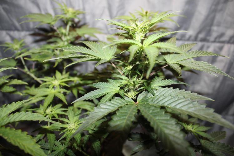 Blue Bourbon Smash Auto Aeque Genetics. Week 6