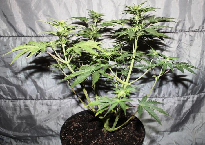 Blue Bourbon Smash Auto Aeque Genetics. Week 6