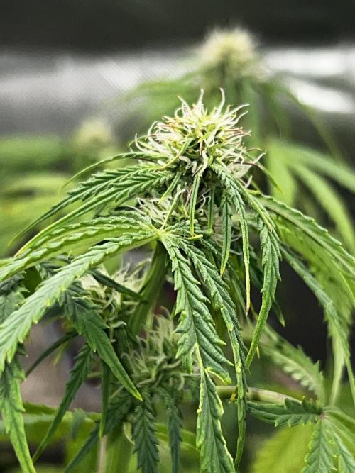 Nebula Punch Auto FrostFireSeeds. Week 6