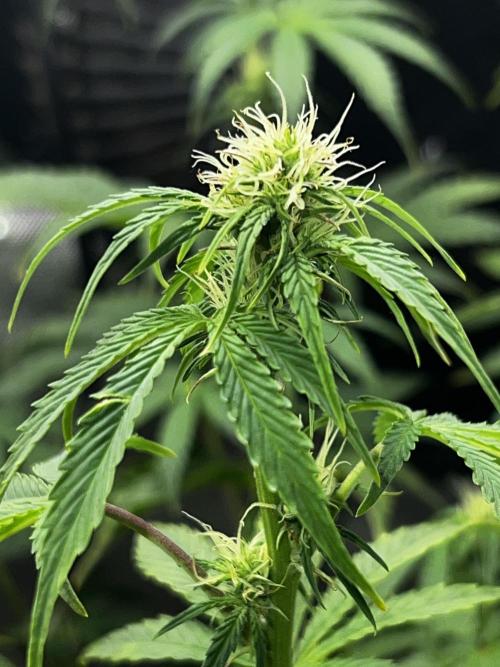 Darkside Cookies Auto Precursor Genetics. Week 6