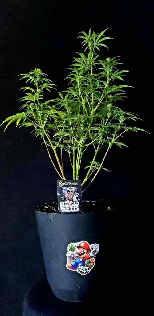 Blue Bourbon Smash Auto Aeque Genetics. Week 7