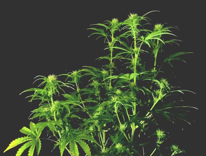 Blue Bourbon Smash Auto Aeque Genetics. Week 7