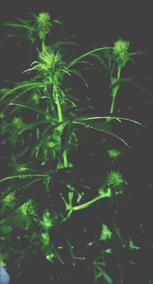 Blue Bourbon Smash Auto Aeque Genetics. Week 7