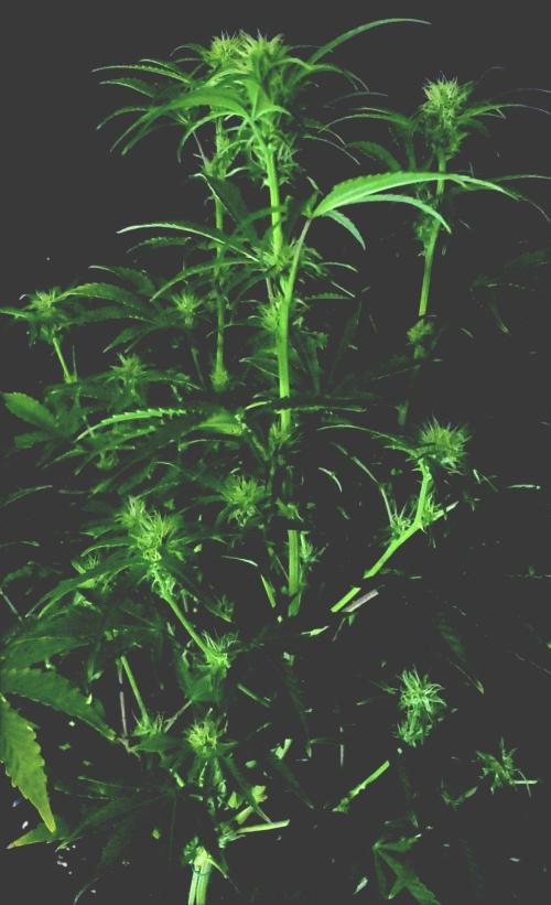 Blue Bourbon Smash Auto Aeque Genetics. Week 7