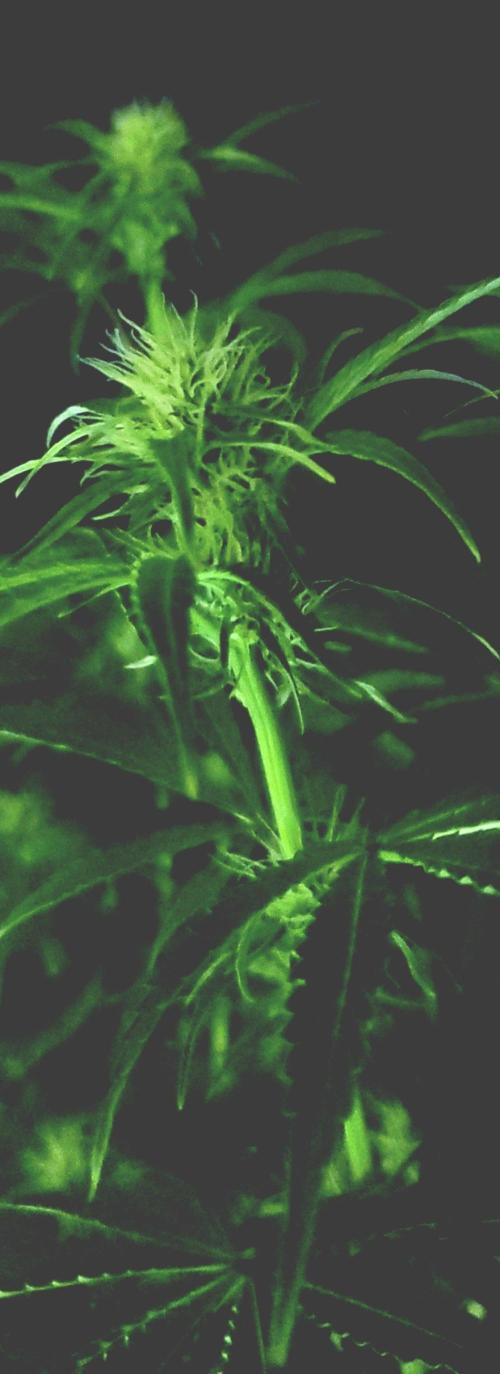 Blue Bourbon Smash Auto Aeque Genetics. Week 7