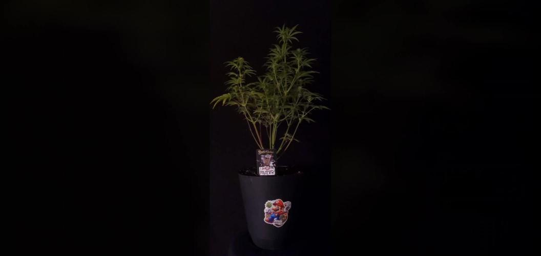 Blue Bourbon Smash Auto Aeque Genetics