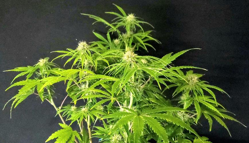 Nebula Punch Auto FrostFireSeeds. Week 7