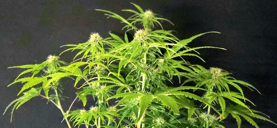 Nebula Punch Auto FrostFireSeeds. Week 7