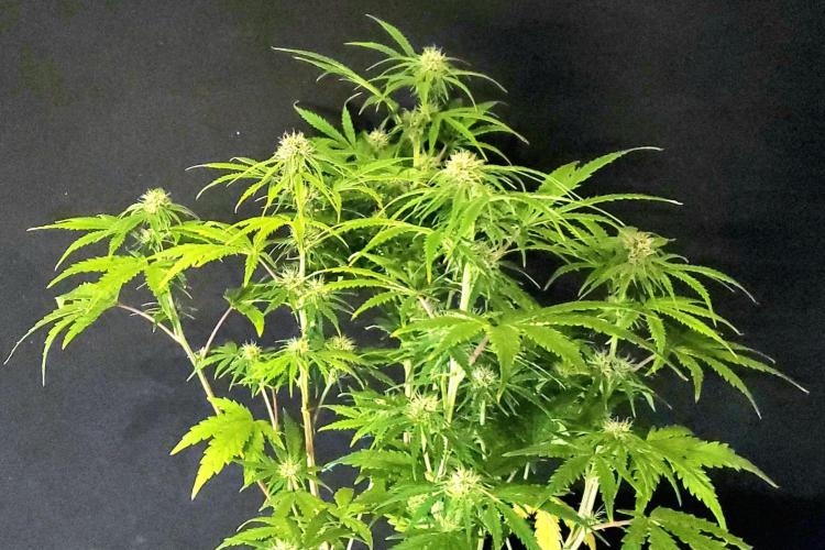 Nebula Punch Auto FrostFireSeeds. Week 7