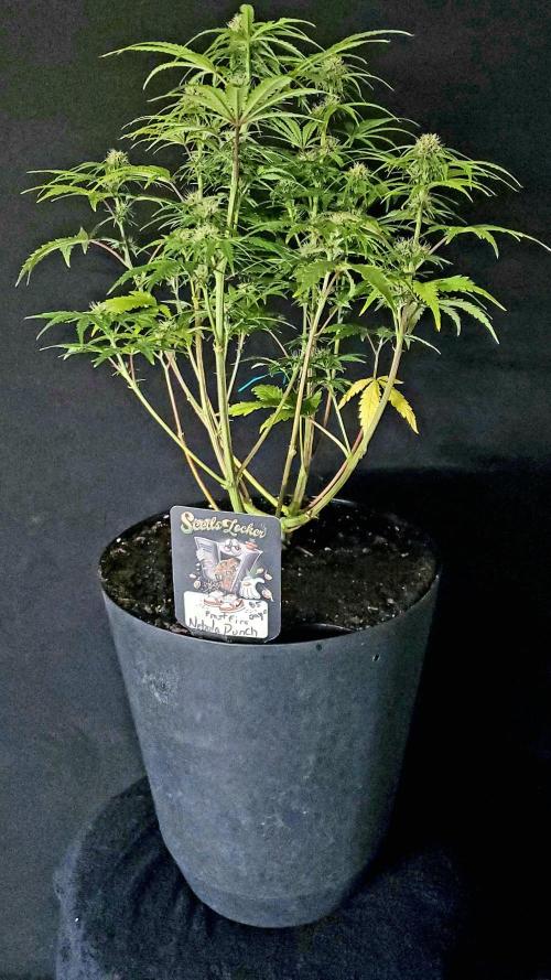 Nebula Punch Auto FrostFireSeeds. Week 7