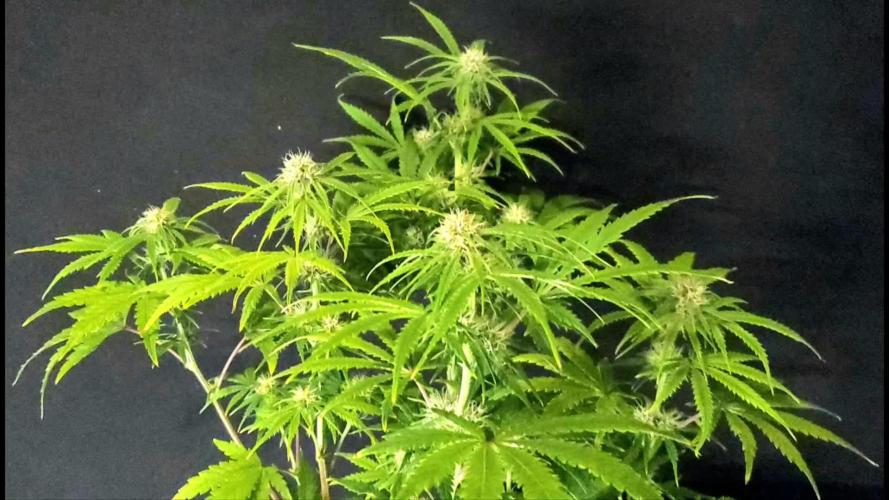 Nebula Punch Auto FrostFireSeeds