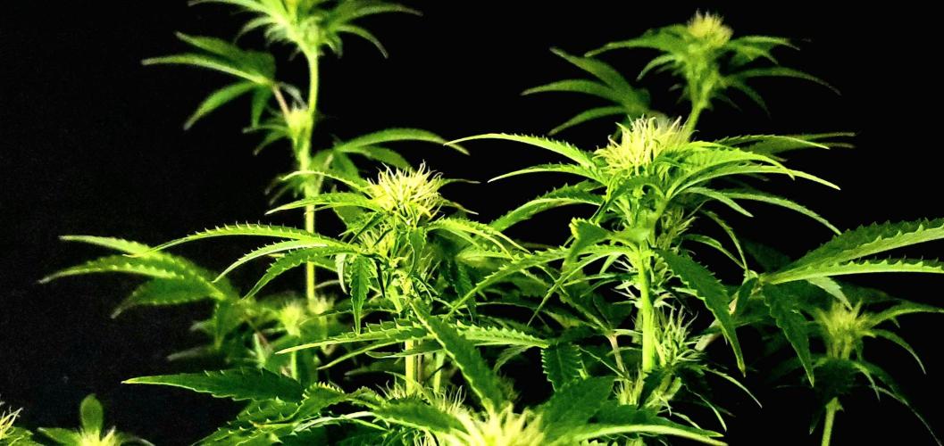 Darkside Cookies Auto Precursor Genetics. Week 7