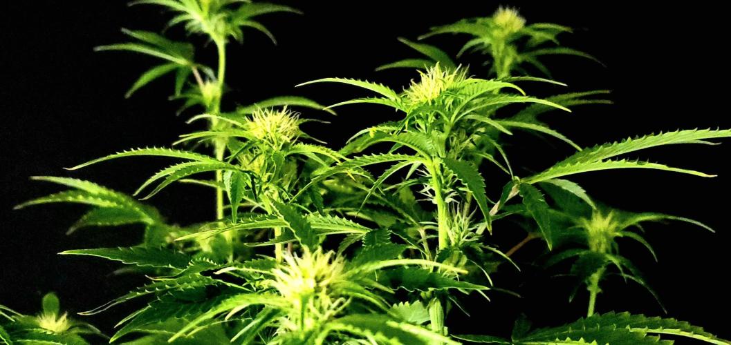 Darkside Cookies Auto Precursor Genetics. Week 7