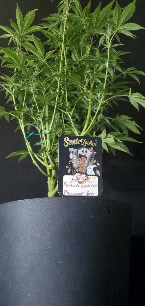 Darkside Cookies Auto Precursor Genetics. Week 7