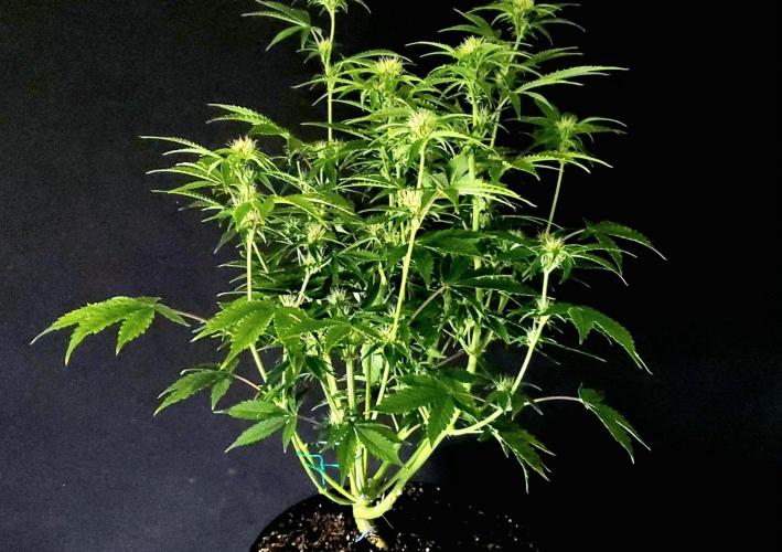 Darkside Cookies Auto Precursor Genetics. Week 7